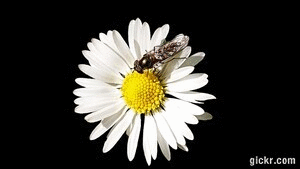 Animated GIF made with Gickr