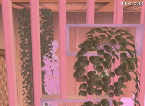 Animated GIF made with Gickr
