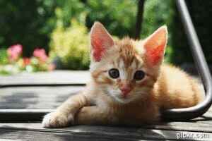 Animated GIF made with Gickr