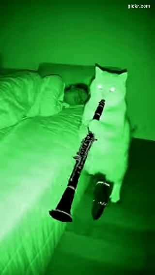 Animated GIF made with Gickr