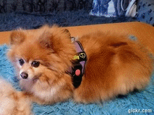 Animated GIF made with Gickr