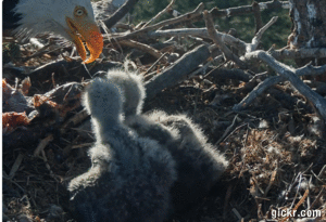 Animated GIF made with Gickr