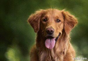 Animated GIF made with Gickr