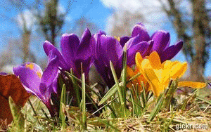 Animated GIF made with Gickr