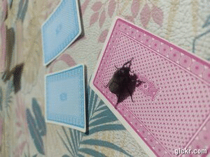 Animated GIF made with Gickr