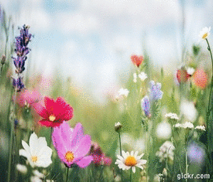 Animated GIF made with Gickr