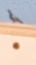 Animated GIF made with Gickr