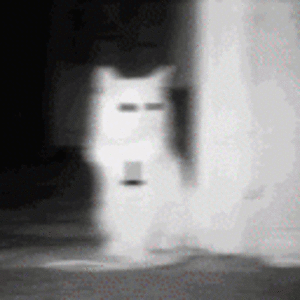 Animated GIF made with Gickr