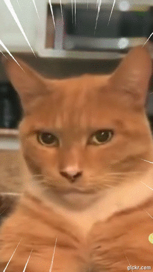 Animated GIF made with Gickr