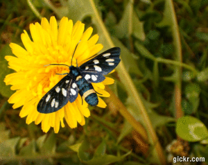 Animated GIF made with Gickr