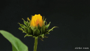 Animated GIF made with Gickr