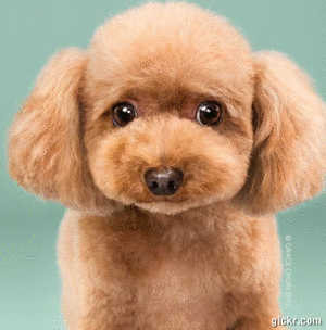 Animated GIF made with Gickr