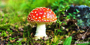 Animated GIF made with Gickr