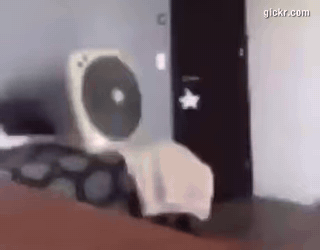 Animated GIF made with Gickr