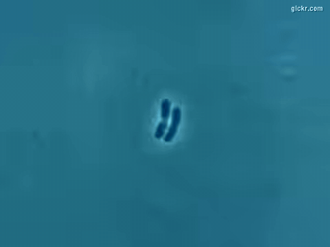 Animated GIF made with Gickr