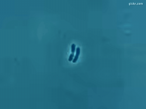 Animated GIF made with Gickr