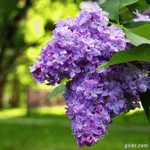 Animated GIF made with Gickr