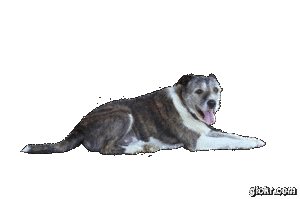 Animated GIF made with Gickr