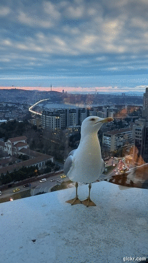 Animated GIF made with Gickr