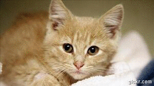Animated GIF made with Gickr