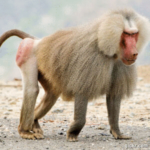 Animated GIF made with Gickr