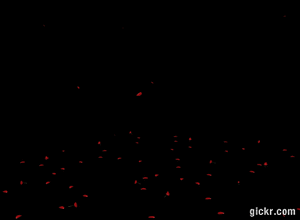 Animated GIF made with Gickr