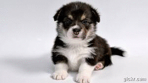 Animated GIF made with Gickr