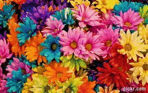 Animated GIF made with Gickr