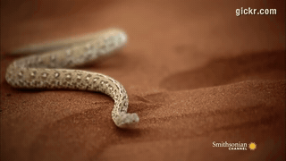 Animated GIF made with Gickr