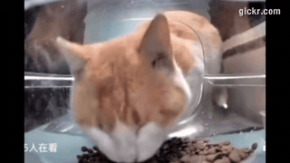 Animated GIF made with Gickr