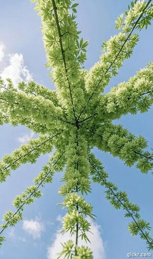 Animated GIF made with Gickr