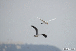 Animated GIF made with Gickr