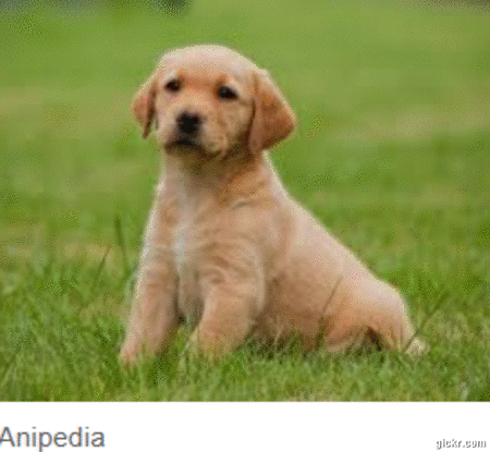 Animated GIF made with Gickr