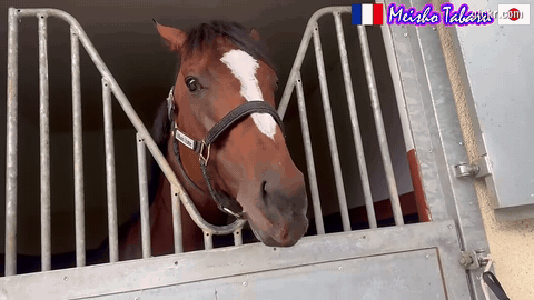Animated GIF made with Gickr