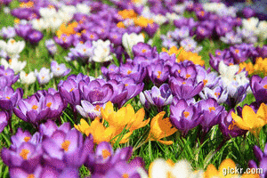 Animated GIF made with Gickr
