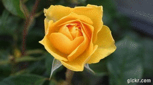 Animated GIF made with Gickr