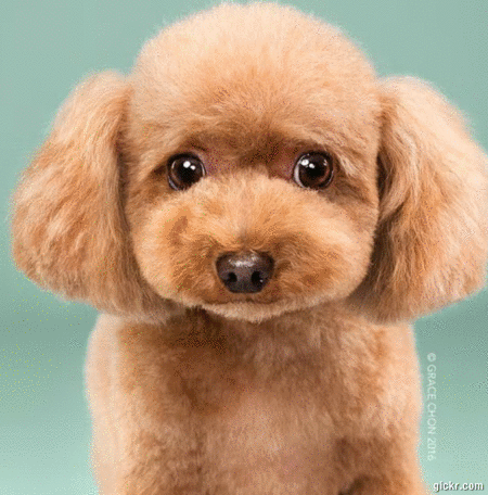 Animated GIF made with Gickr