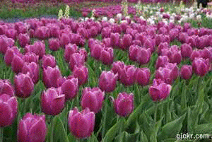 Animated GIF made with Gickr