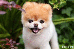Animated GIF made with Gickr