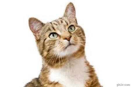 Animated GIF made with Gickr
