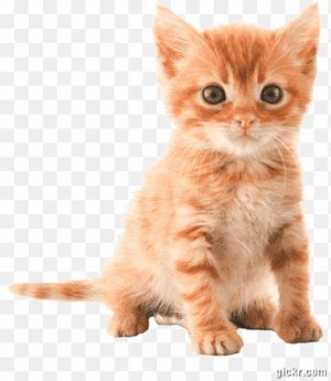 Animated GIF made with Gickr