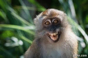 Animated GIF made with Gickr