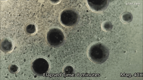 Animated GIF made with Gickr