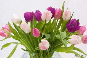 Animated GIF made with Gickr