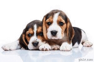 Animated GIF made with Gickr