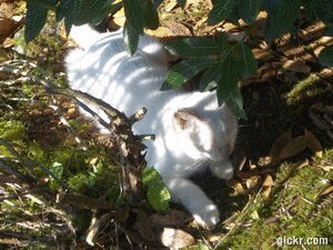 Animated GIF made with Gickr