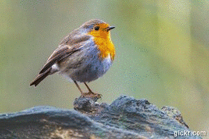 Animated GIF made with Gickr