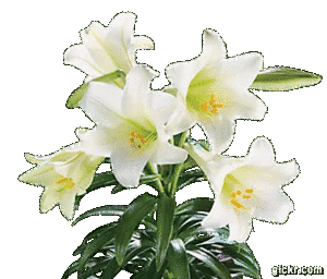 Animated GIF made with Gickr