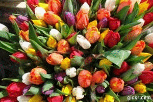 Animated GIF made with Gickr