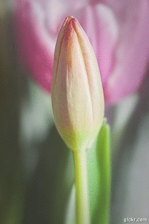 Animated GIF made with Gickr